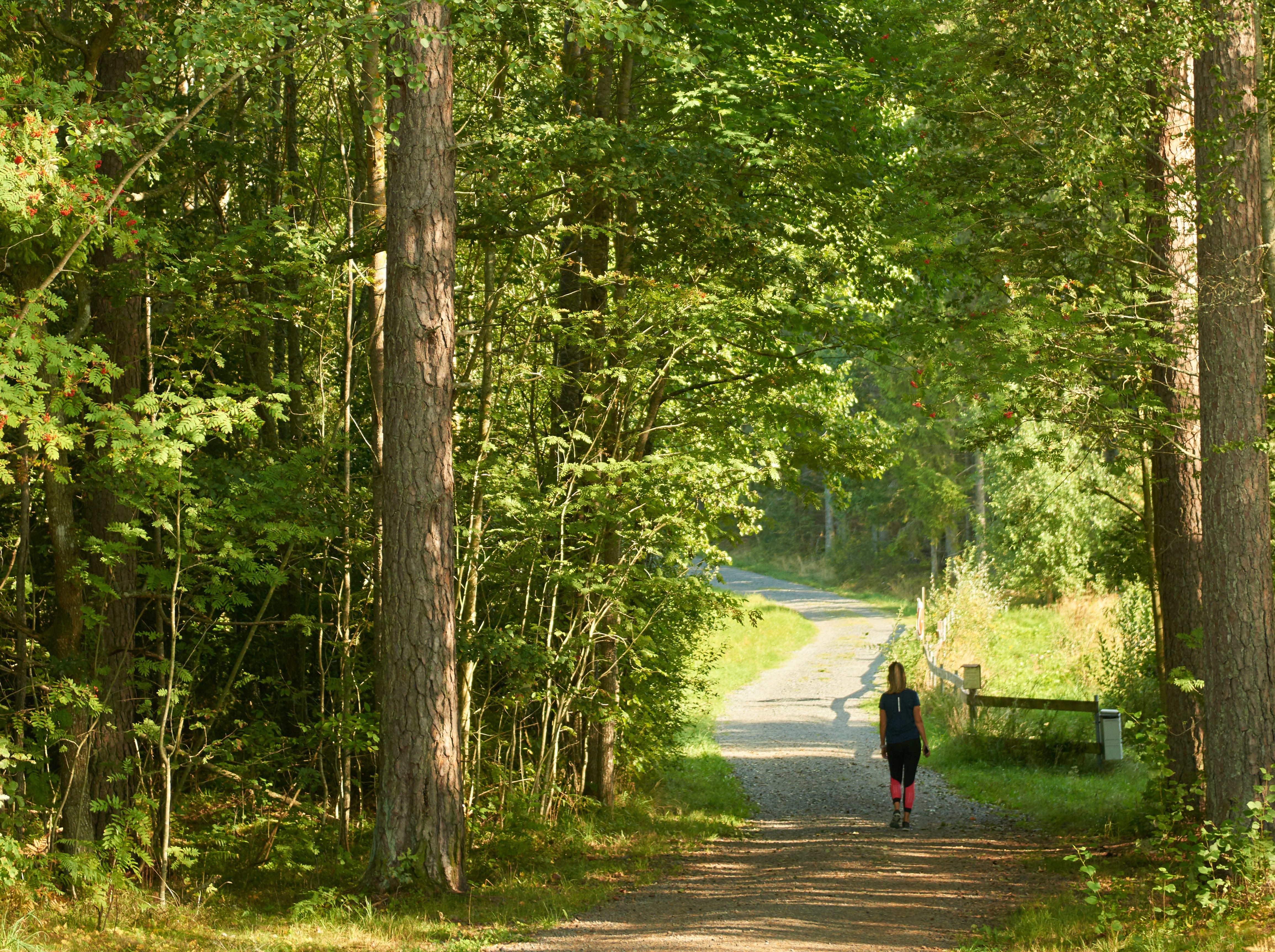 Promenad i grönskande bokskog.