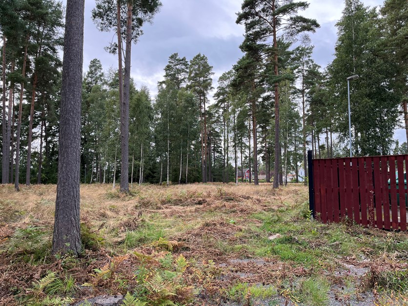 Gles tallskog inom planområdet.