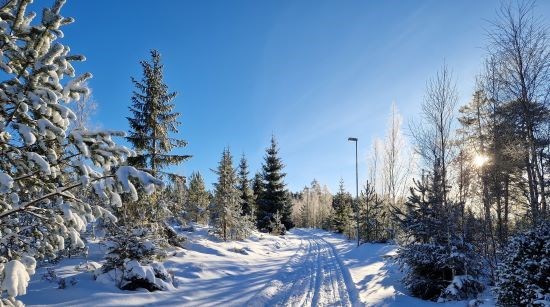 Skidspår i snöig skog